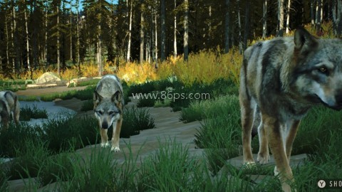 猎人之路狂野欧洲