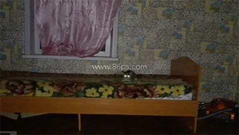 刺猬的五夜后宫 第1张图