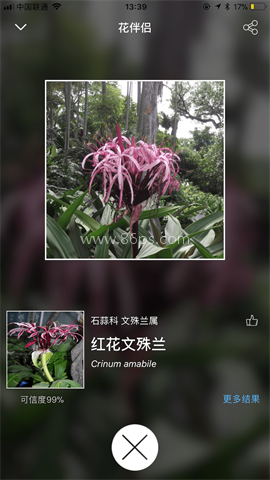 花伴侣植物识别