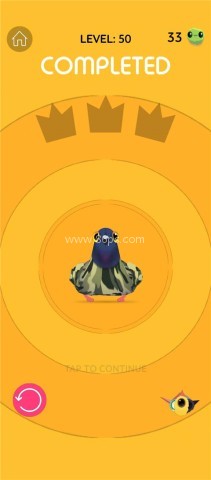 pigeon疯狂的鸽子