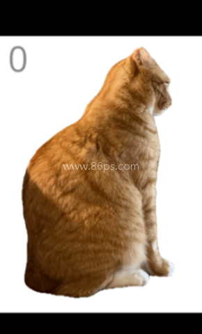 给猫梳毛游戏