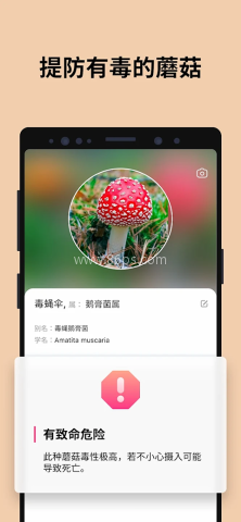 蘑菇识别扫一扫