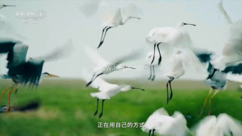 赛雷TV 第2张图