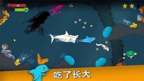 皇家鱼 皇家鱼