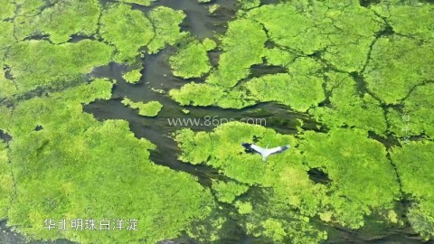 锋云直播