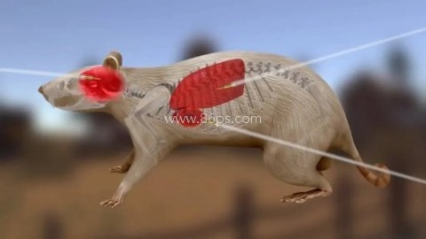 老鼠狩猎3D 老鼠狩猎3D