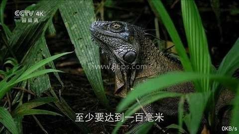全网通电视(安卓4)