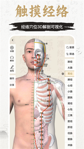 知源经络穴位