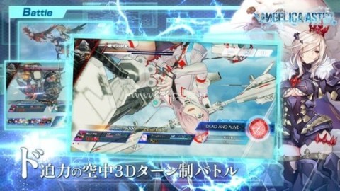 ANGELICA ASTER 第1张图