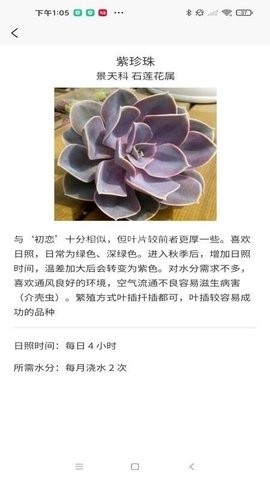 嘟嘟多肉植物鉴
