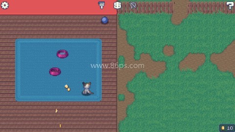 收养流浪猫