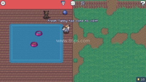 收养流浪猫