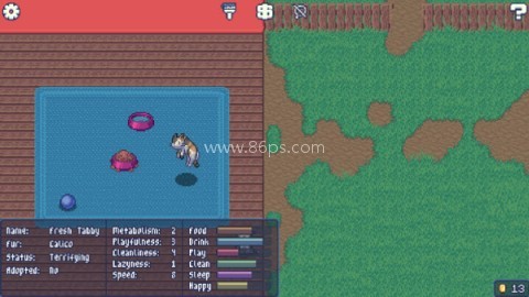 收养流浪猫