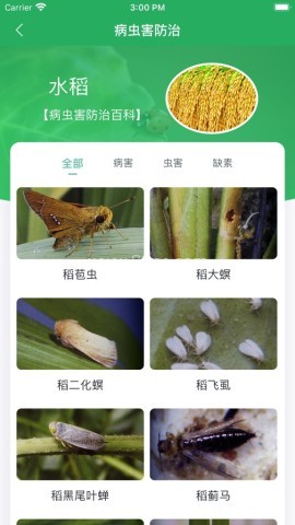 知稻 第2张图
