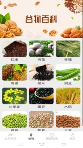 掌上果果多