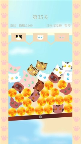 猫咪跷跷板 猫咪跷跷板