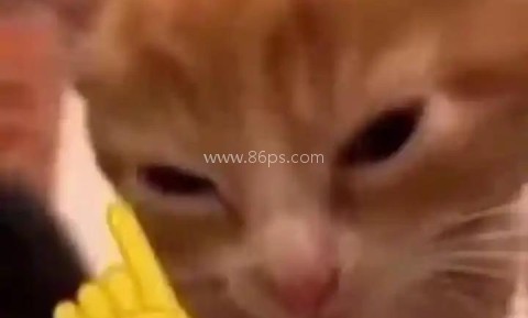 小猫围棋