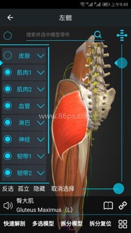 医维度解剖
