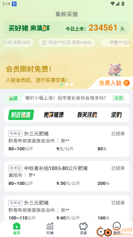 集鲜采猪