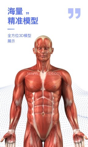 人体3D解剖图谱 人体3D解剖图谱