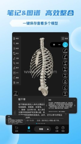 维萨里3d解剖