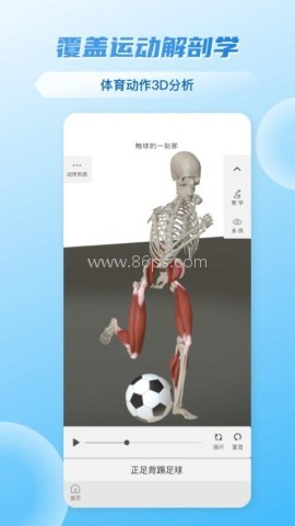 维萨里3d解剖