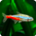 Mini Aqua（迷你水族热带鱼缸）