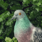Pigeon: A Love Story（鸽子爱情故事）