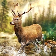 hunting clash（狩猎冲突)