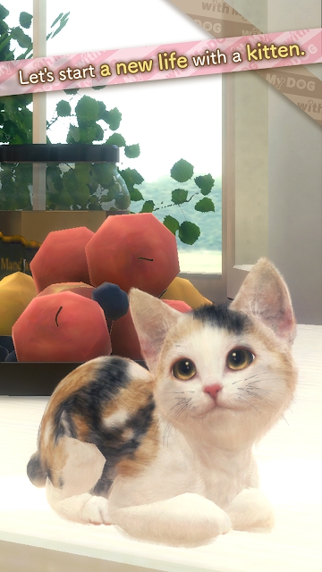 withMyCAT（与我的猫咪）