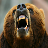Hungry Bear（饥饿的攻击熊）