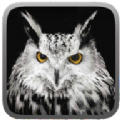 Owl Hunting Journey（猫头鹰狩猎之旅）