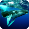 The Humpback Whales（座头鲸模拟器）