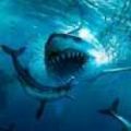 sharksimulatormegalodon（巨齿鲨模拟器）