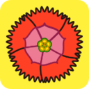 石竹花