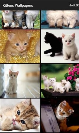 Kittens Wallpapers