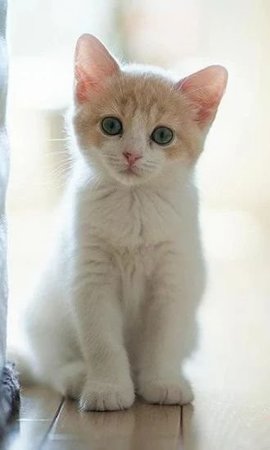 Kittens Wallpapers