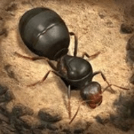 The  Ants (小小蚁国)