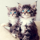 Kittens Wallpapers