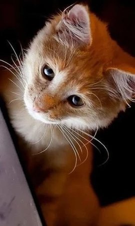 Kittens Wallpapers