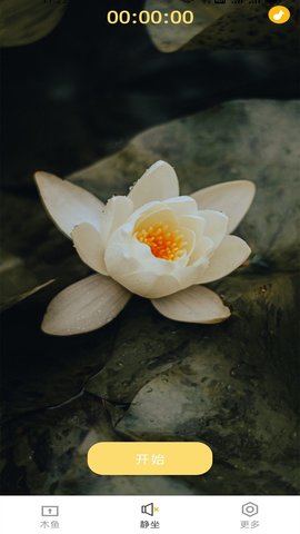 蚂蚁小木鱼