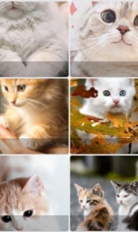 Pop Cat Wallpaper