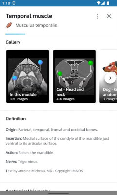 vetanatomy