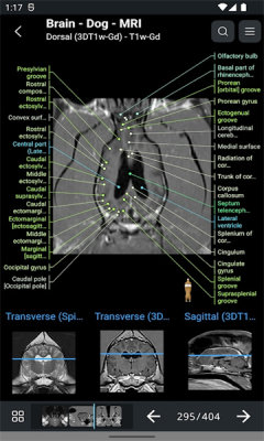 vetanatomy