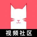 猫咪app最新版