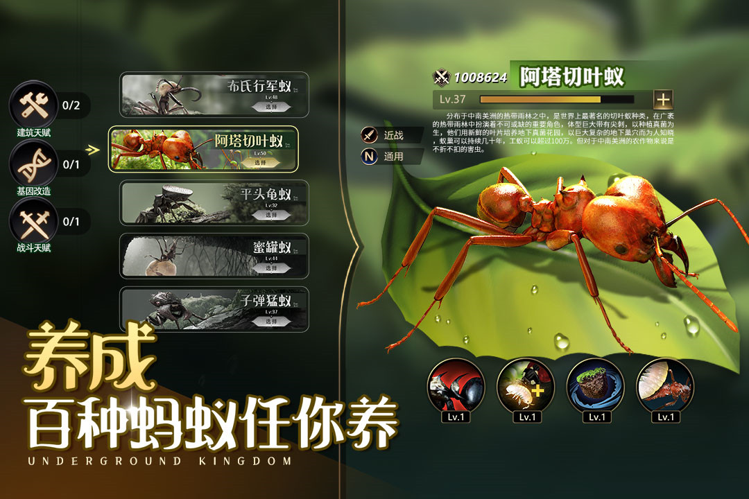 小小蚁国真实蚂蚁世界