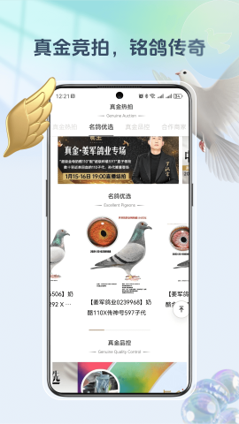 拍好鸽