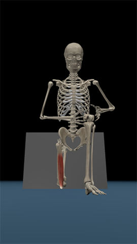 3D运动解剖