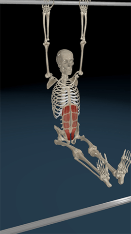 3D运动解剖