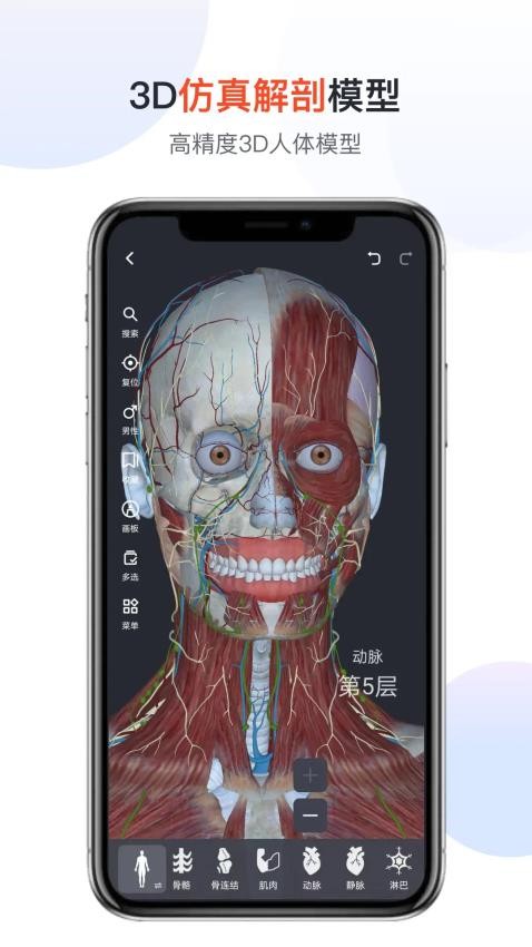 医用人体解剖